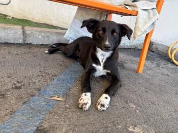 Chalupa -  Border Collie and Mixed Breed Dog for Adoption in Los Angeles, California - Chalupa | PetCurious