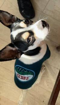 Chihuahua and Mixed Breed Dogs Available for Adoption - Goku | PetCurious
