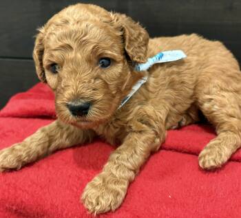 Goldendoodle Dogs Available for Sale in Houston, Texas - Golden Doodles  | PetCurious