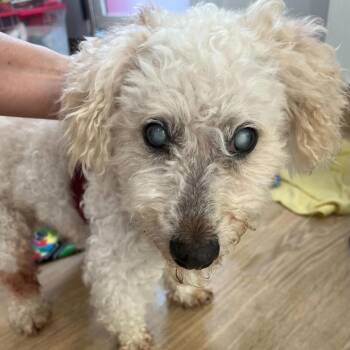 Bichon Frise Dogs Available for Adoption - Berber 13904 | PetCurious