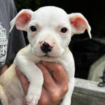 NY Martha May avail July 3 (Rev 250 Patterson NY) -  Chihuahua and Mixed Breed Dog for Adoption in Stormville, New York - NY Martha May Avail July 3 (Rev 250 Patterson NY) | PetCurious