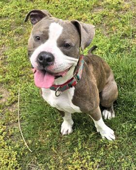 Popeye -  Pit Bull Terrier Dog for Adoption in Framingham, Massachusetts - Popeye | PetCurious