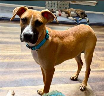 Sid -  Mixed Breed Dog for Adoption in Eutawville, South Carolina - Sid | PetCurious