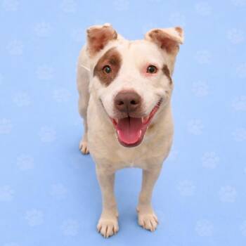 Mixed Breed Dogs Available for Adoption - Kathy | PetCurious