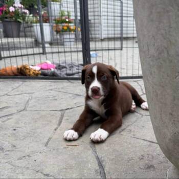 Pebbles -  Hound and Mixed Breed Dog for Adoption in Shorewood, Illinois - Pebbles | PetCurious