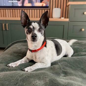 Chihuahua Dogs Available for Adoption in Newport Beach, California - Gambi | PetCurious