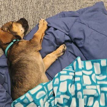 Mixed Breed Dogs Available for Adoption - Miel | PetCurious