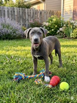 Emery -  Staffordshire Bull Terrier and Shepherd Dog for Adoption in St. Augustine, Florida - Emery | PetCurious
