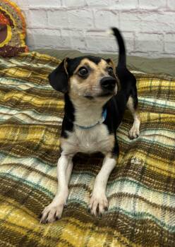 Rescue Chihuahua and Dachshund Dogs for Adoption in Oxford, Michigan - Clark | PetCurious