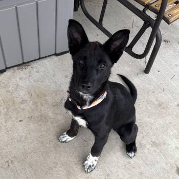Dutch Shepherd and Australian Shepherd Dogs Available for Adoption in Newport, Washington - Opal | PetCurious