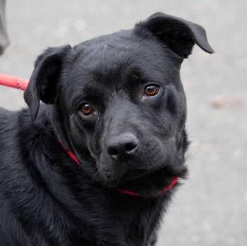 Rescue Labrador Retriever and Boxer Dogs for Adoption in Millfield, Ohio - Rosy | PetCurious