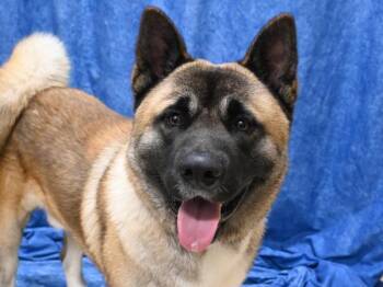 Bodhi -  Akita Dog for Adoption in Portland, Oregon - Bodhi | PetCurious