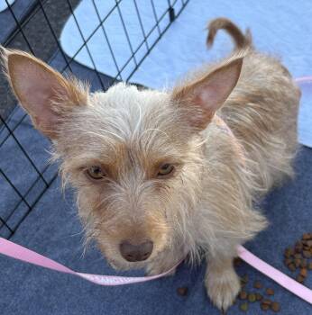 Louise -  Yorkshire Terrier and Terrier Dog for Adoption in Oakdale, California - Louise | PetCurious
