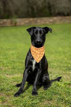 Moon -  Labrador Retriever and Saluki Dog for Adoption in New York, New York - Moon | PetCurious