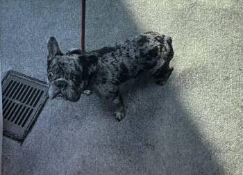 Bugs -  French Bulldog Dog for Adoption - Bugs | PetCurious
