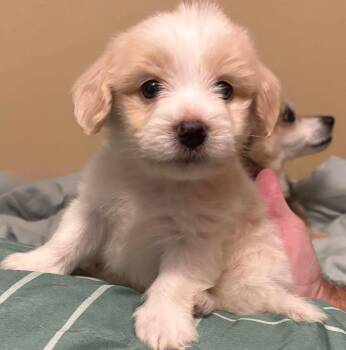 Graham -  Dachshund and Yorkshire Terrier Dog for Adoption in Grand Bay, Alabama - Graham | PetCurious