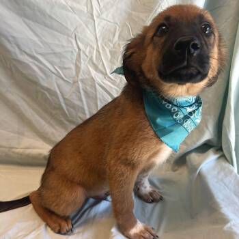 Knight -  Mixed Breed Dog for Adoption in Canal Winchester, Ohio - Knight | PetCurious