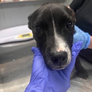 Tippy toes -  Mixed Breed Dog for Adoption in Summerville, South Carolina - Tippy Toes | PetCurious