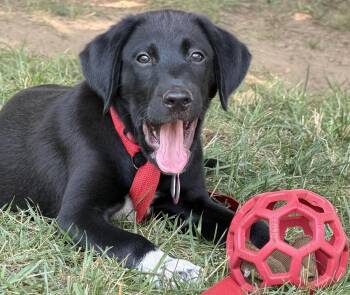 Available - Ike -  English Setter and Labrador Retriever Dog for Adoption in Havertown, Pennsylvania - Available - Ike | PetCurious