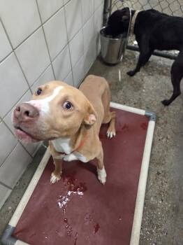 Thor -  Pit Bull Terrier Dog for Adoption in Rock Springs, Wyoming - Thor | PetCurious