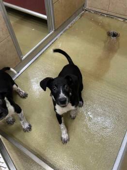 Jacob -  Mixed Breed Dog for Adoption in Hobbs, New Mexico - Jacob | PetCurious