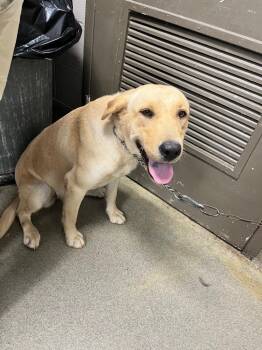 Lu -  Labrador Retriever Dog for Adoption in Hopkinsville, Kentucky - Lu | PetCurious