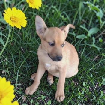 Dachshund and Chihuahua Dogs Available for Adoption in San Diego, California - HURREN | PetCurious