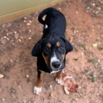 Hound Dogs Available for Adoption - Porter | PetCurious