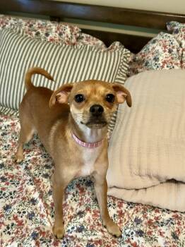 TACO BELL -  Chihuahua Dog for Adoption in Fosters, Alabama - TACO BELL | PetCurious
