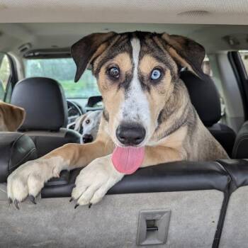 Terrier and Mixed Breed Dogs Available for Adoption - Thumper | PetCurious