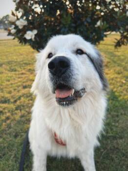 Great Pyrenees Dogs Available for Adoption - Holley | PetCurious
