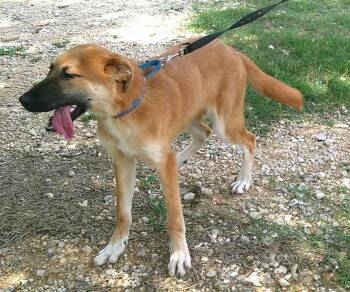 VALERIE -  Anatolian Shepherd and Golden Retriever Dog for Adoption in Olympia, Washington - VALERIE | PetCurious