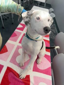 Mixed Breed Dogs Available for Adoption - Saint Patrick | PetCurious