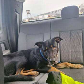 Beauceron Dogs Available for Adoption in Madill, Oklahoma - Rook | PetCurious