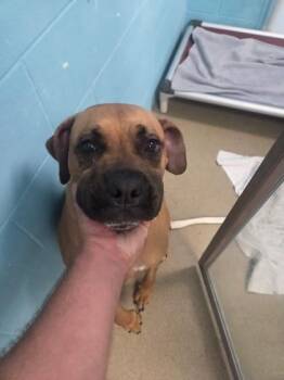 Scooby -  Boxer and Mixed Breed Dog for Adoption in Palm Coast, Florida - Scooby | PetCurious