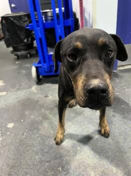 Rottweiler Dogs Available for Adoption - Rupert -- URGENT! | PetCurious