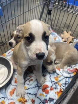 Labrador Retriever and Mixed Breed Dogs Available for Adoption in Tallahassee, Florida - JUDGE | PetCurious