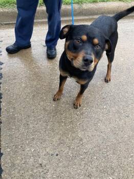 Mixed Breed Dogs Available for Adoption in Dallas, Texas - LOCHNESS | PetCurious