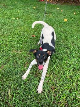 Jack -  Terrier Dog for Adoption in Candler, North Carolina - Jack | PetCurious