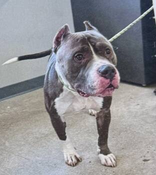 Rescue American Staffordshire Terrier Dogs for Adoption in Fort Madison, Iowa - Train | PetCurious