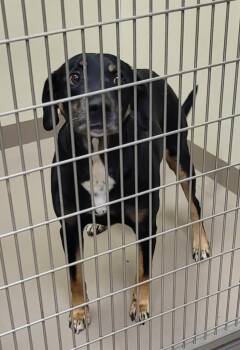 Hound Dogs Available for Adoption in Christiansburg, Virginia - Tac | PetCurious