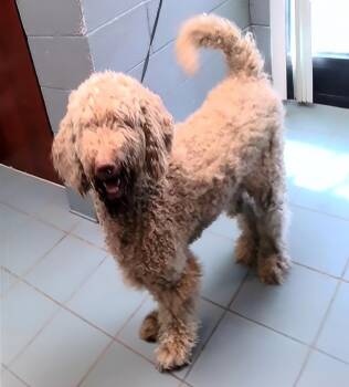 Mapco -  Mixed Breed Dog for Adoption in Nashville, Tennessee - Mapco | PetCurious