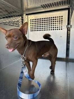 Rescue Chihuahua and Mixed Breed Dogs for Adoption in Fort Worth, Texas - 59788830 | PetCurious