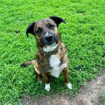 Mixed Breed Dogs Available for Adoption - Gibbous *CL* | PetCurious