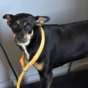 Mixed Breed Dogs Available for Adoption in Summerlee, West Virginia - Josie | PetCurious