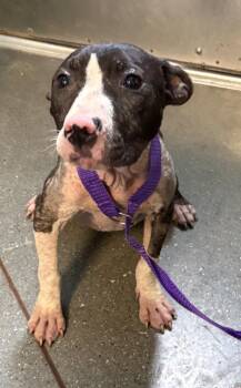 Vc 14 Oreanna -  Pit Bull Terrier Dog for Adoption in Lawrenceville, Georgia - Vc 14 Oreanna | PetCurious