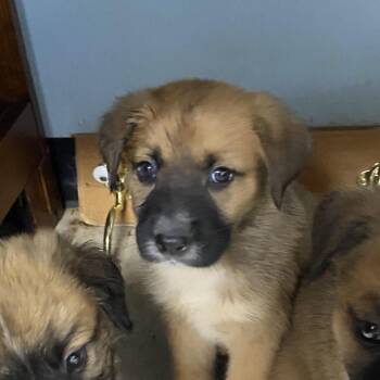 Dash -  Great Pyrenees and Anatolian Shepherd Dog for Adoption in Franklin, North Carolina - Dash | PetCurious