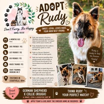 Rudy -  Rough Collie and German Shepherd Dog Dog for Adoption in Newmarket, Ontario - Rudy | PetCurious