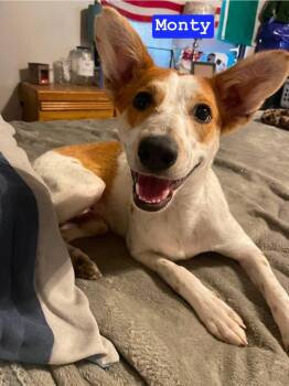 LH  Monty -  Australian Cattle Dog Blue Heeler and Mixed Breed Dog for Adoption in Warrenton, Missouri - LH  Monty | PetCurious