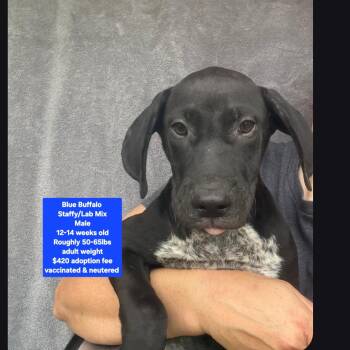 Blue Buffalo -  Black Labrador Retriever and Staffordshire Bull Terrier Dog for Adoption in Oviedo, Florida - Blue Buffalo | PetCurious